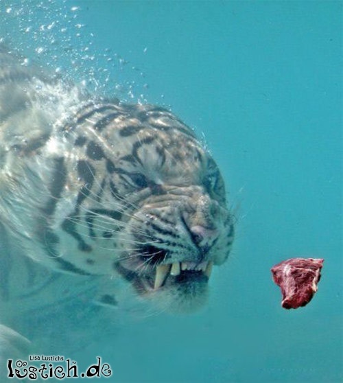 Tiger unter Wasser Tiger unter Wasser