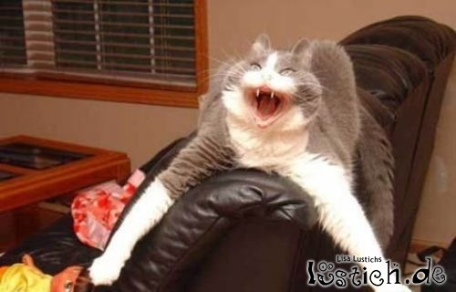 Gruselkatze Gruselkatze