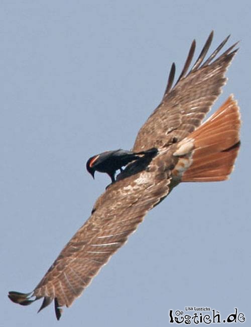 Erste Klasse Flug Erste Klasse Flug