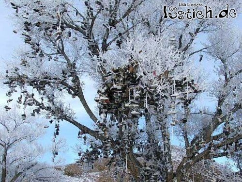 Schuhe im Baum Schuhe im Baum