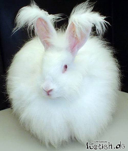 Knuffeliger Plüschhase Knuffeliger Plüschhase