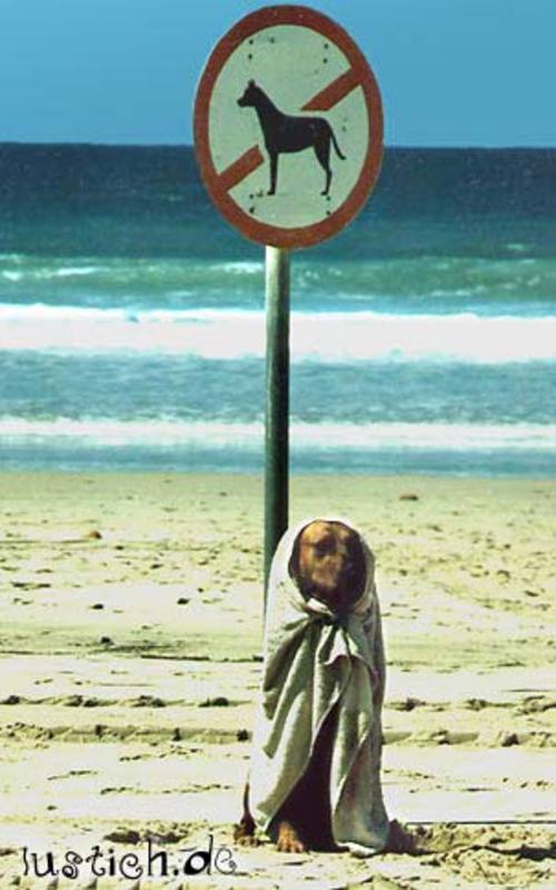 Illegaler Hund Illegaler Hund