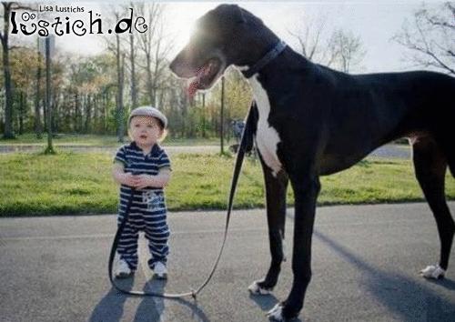 Großer Hund Bild lustich.de