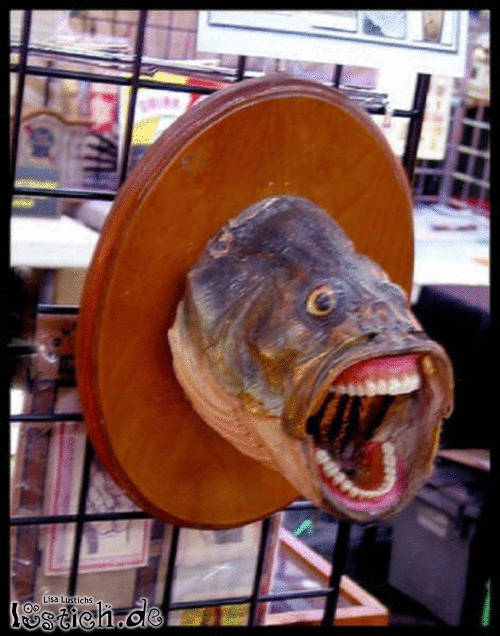 Wwwfischkopf Wwwfischkopf