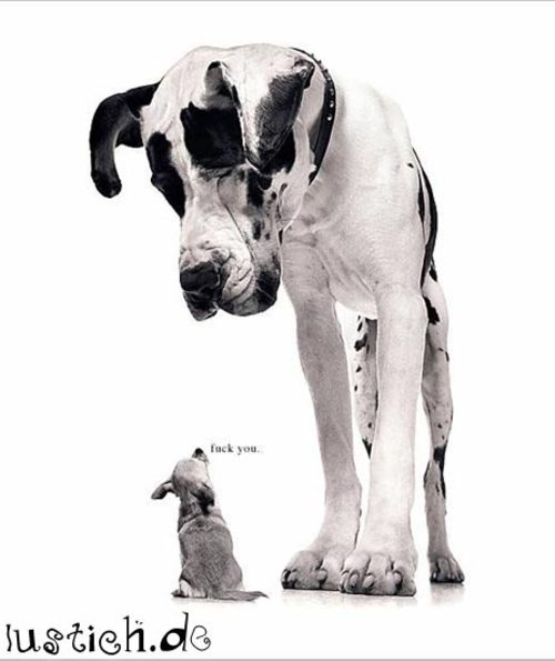 David und Goliath David und Goliath