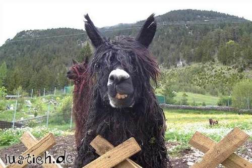 Schiefes Gesicht Schiefes Gesicht