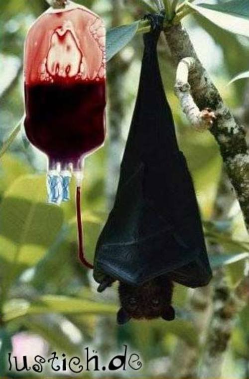 Junkie-Fledermaus Junkie-Fledermaus