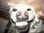 Grinsender Hund