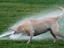 Nasser Hund