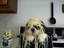 Hund mit Spaghettihaaren