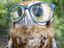Eule mit Brille
