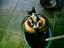 Katze hilft beim Putzen!
