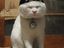 Katze mit Hut