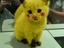Pokékitty