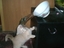 Katze vs Wasserschüssel