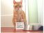 Bettelkatze