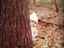 Wer ist denn hinter dem Baum
