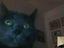 Videochat