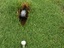 Golfloch