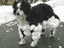 Klebriger Schnee