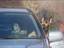 Tierischer Roadtrip