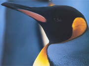 Pinguinpower