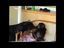 Rottweiler und Schimpanse spielen Rottweiler und Schimpanse spielen