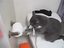 Katze und klopapierrolle