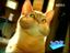 Katzenklo