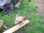 Ingenieurs Hund